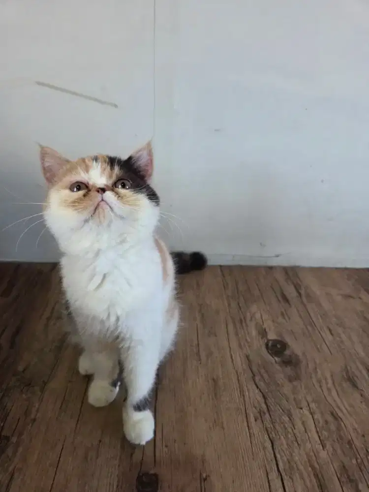 Kitten Calico Exo Shorthair Exotic Persia