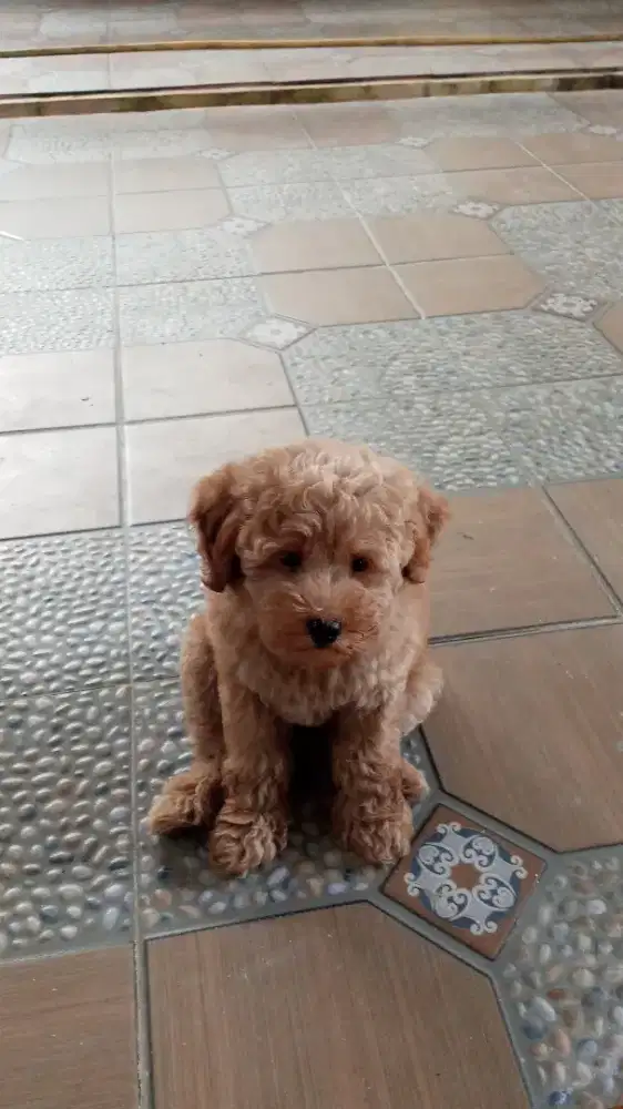 Poodle mini umur 3 bulan