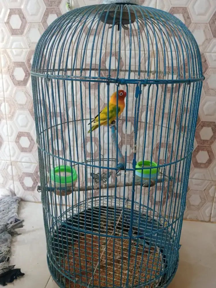 Love bird betina harian grecek