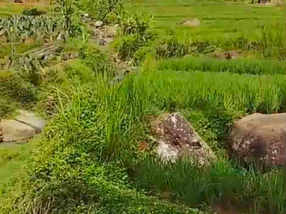 TANAH SAWAH SUKAMAKMUR