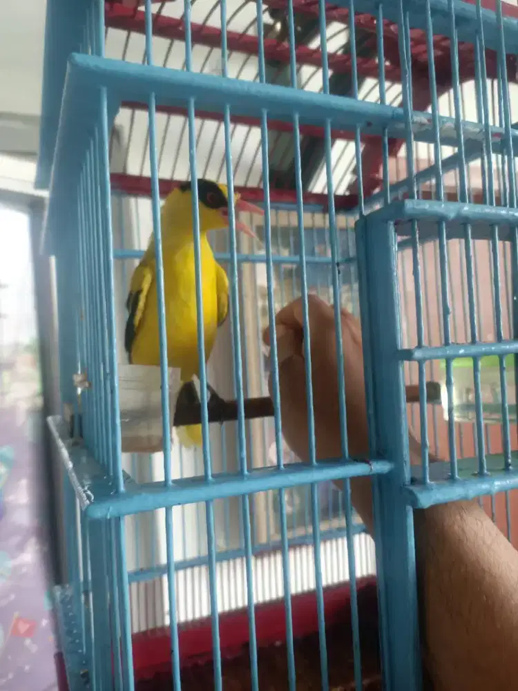Bismillah di jual burung kepodang+sangkar