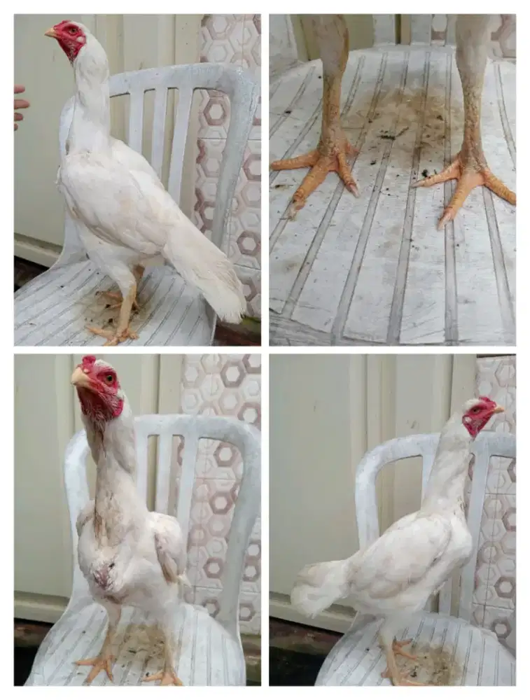 Ayam betina Bangkok putih pukule keras