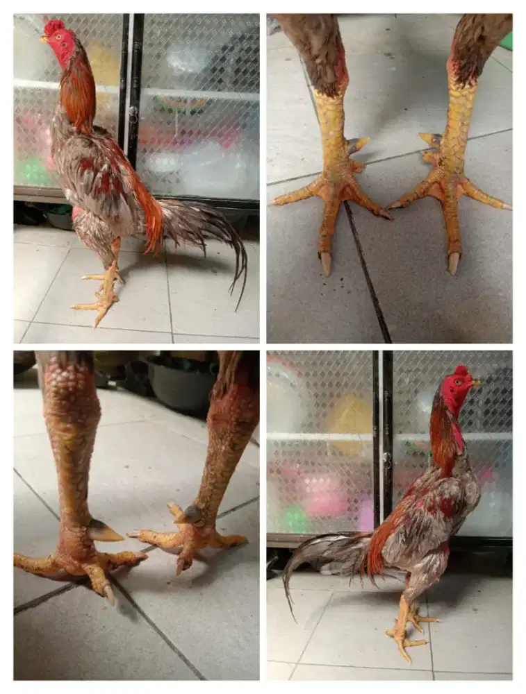 Ayam Bangkok silangan Mangon surowatu