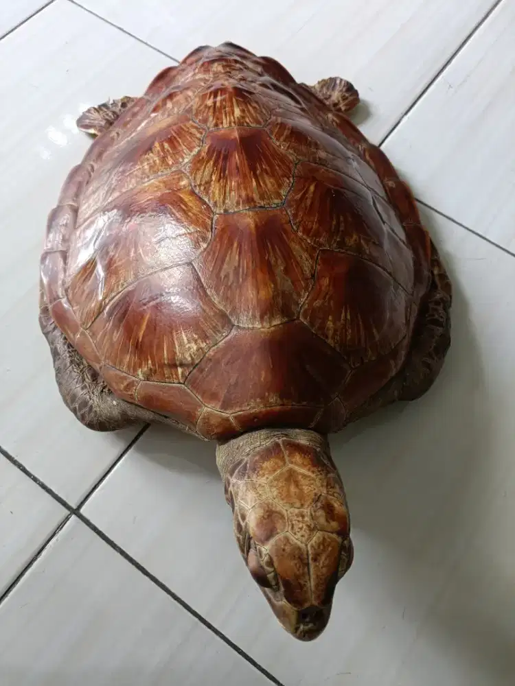 Penyu pajangan lawas