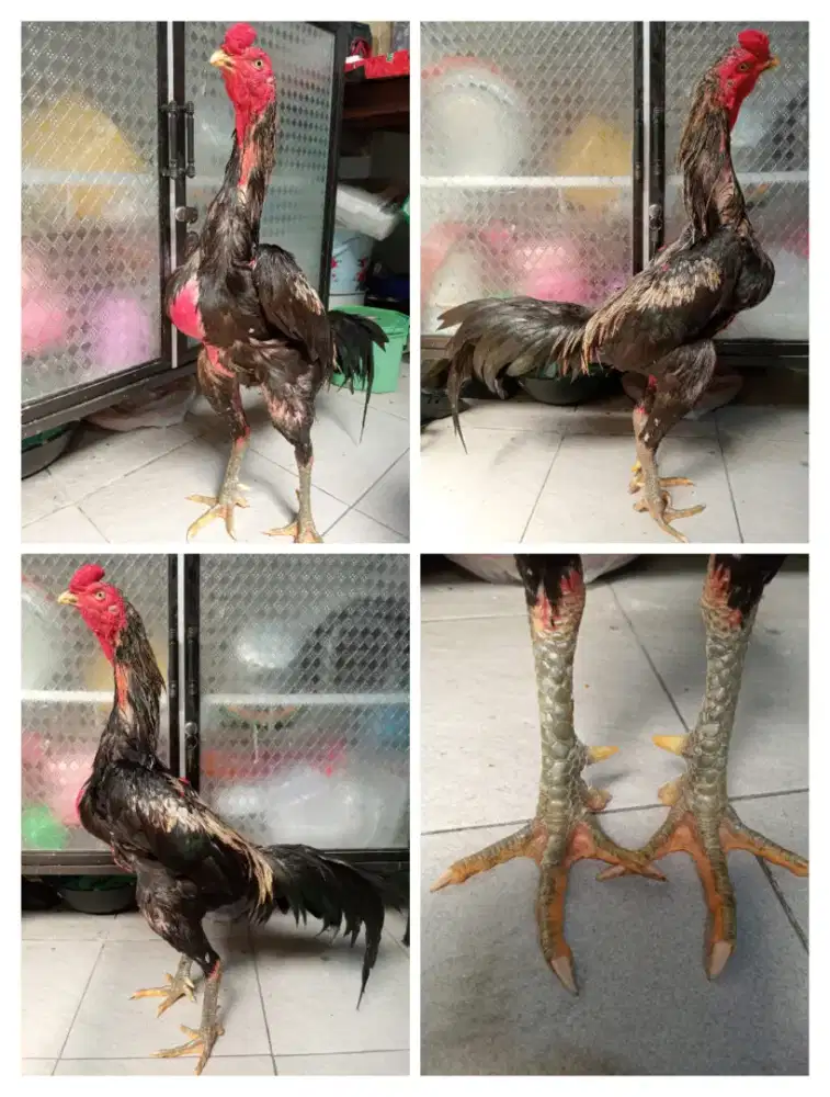 Ayam jantan Mangon Silangan bangkok