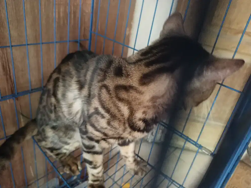 kucing beng al jantan