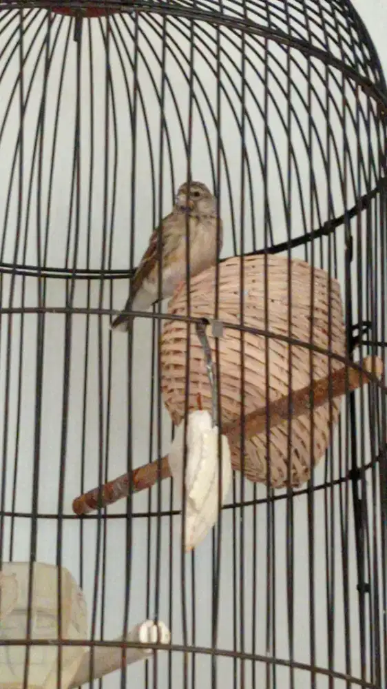 Blackthrout betina buang telor