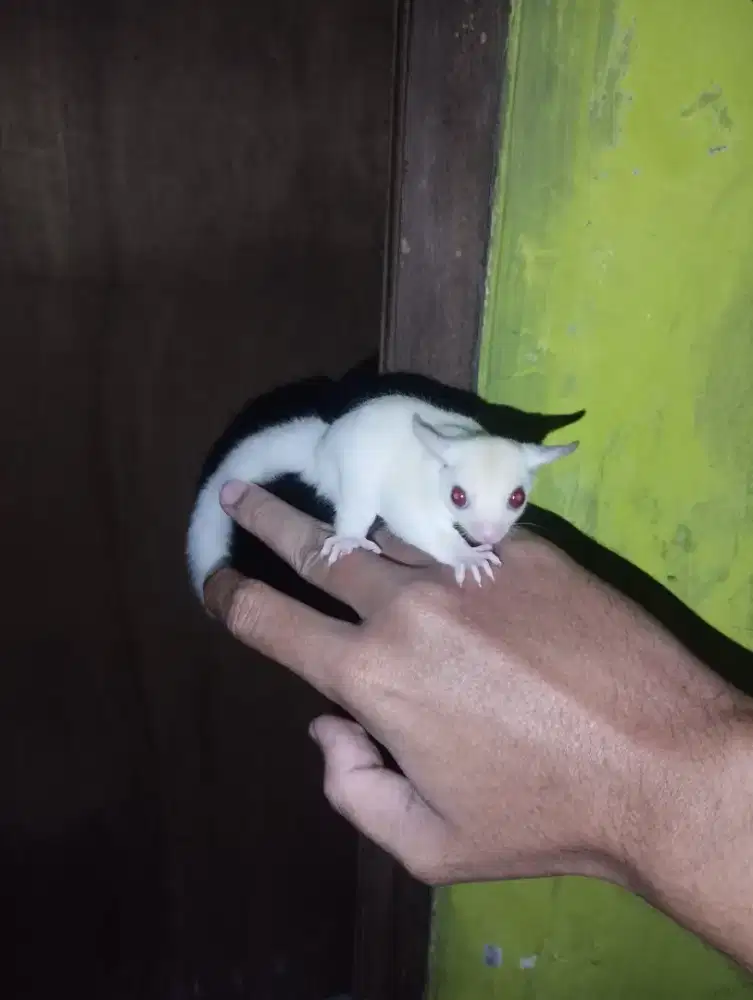 Termurah Sugar glider Ruby leu joey jantan