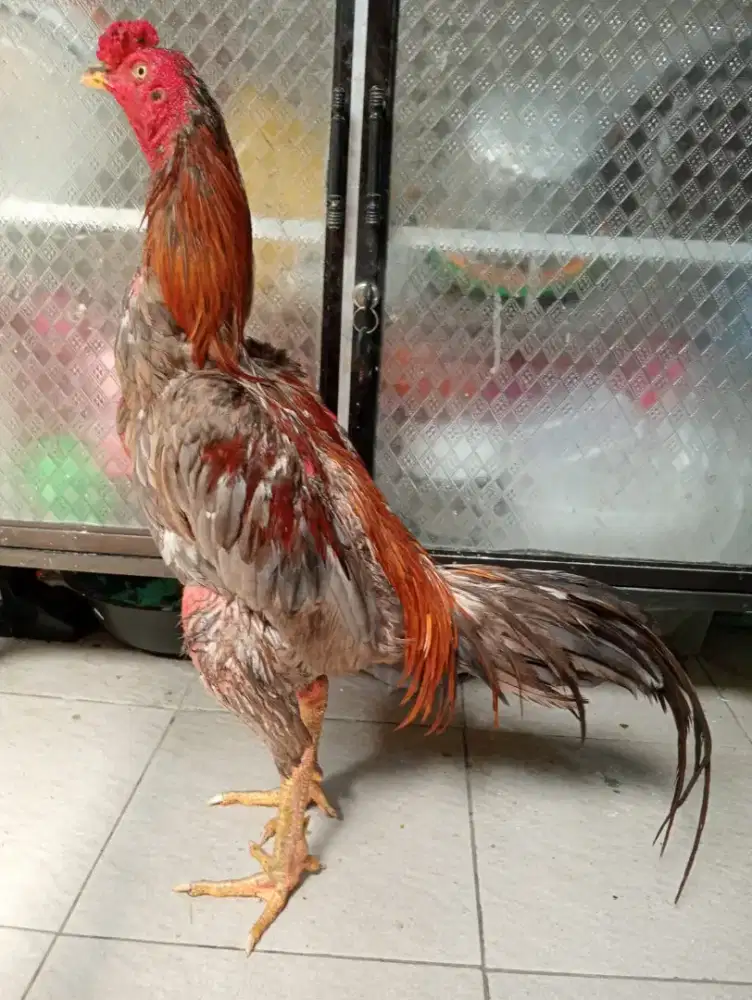 Ayam Bangkok Silangan mangon
