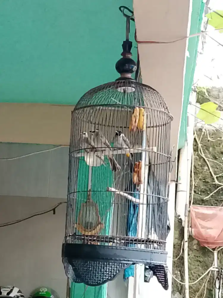 3 burung 1 kandang termurah