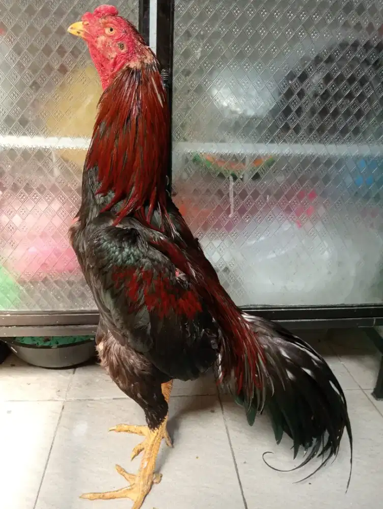 Ayam Bangkok klasiik