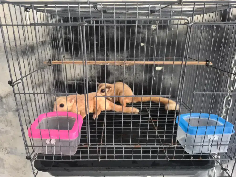 Sugar Glider Sepasang Produktif