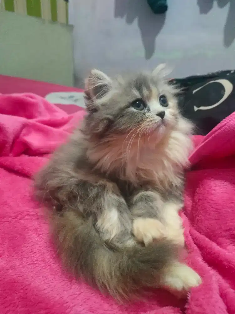 Kitten persia 2.5bulan