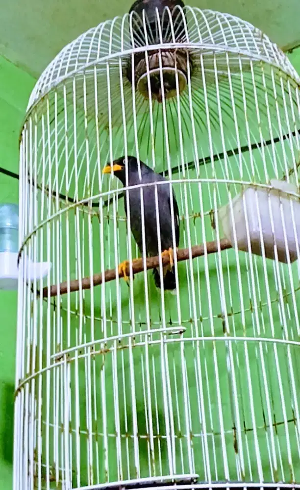 Jalak Omas isian banyak