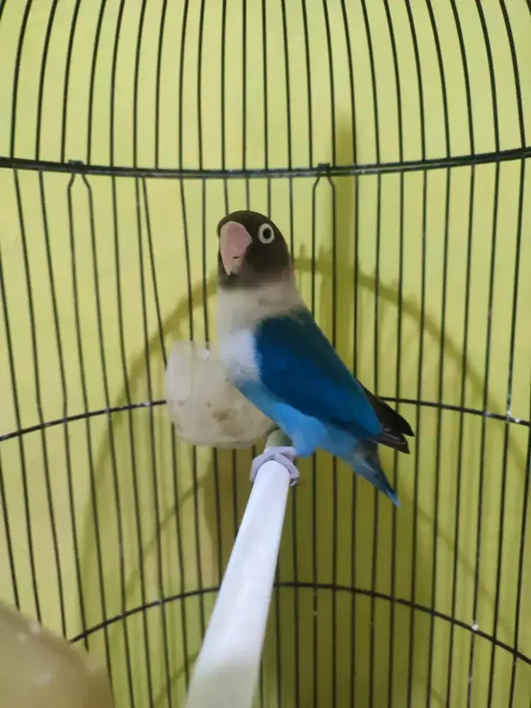 Lovebird blue mangsi betina dewasa