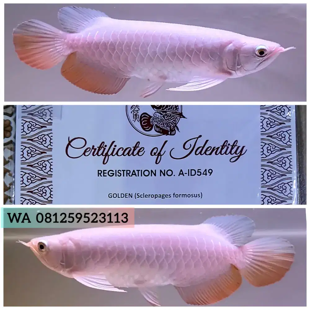 Arwana Golden Red 30cm Spek Cakep