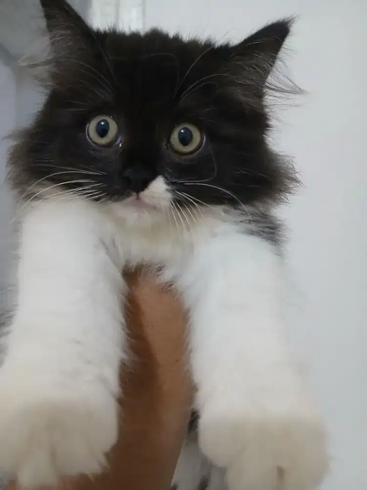 Over adopsi kucing persia 3 bulan