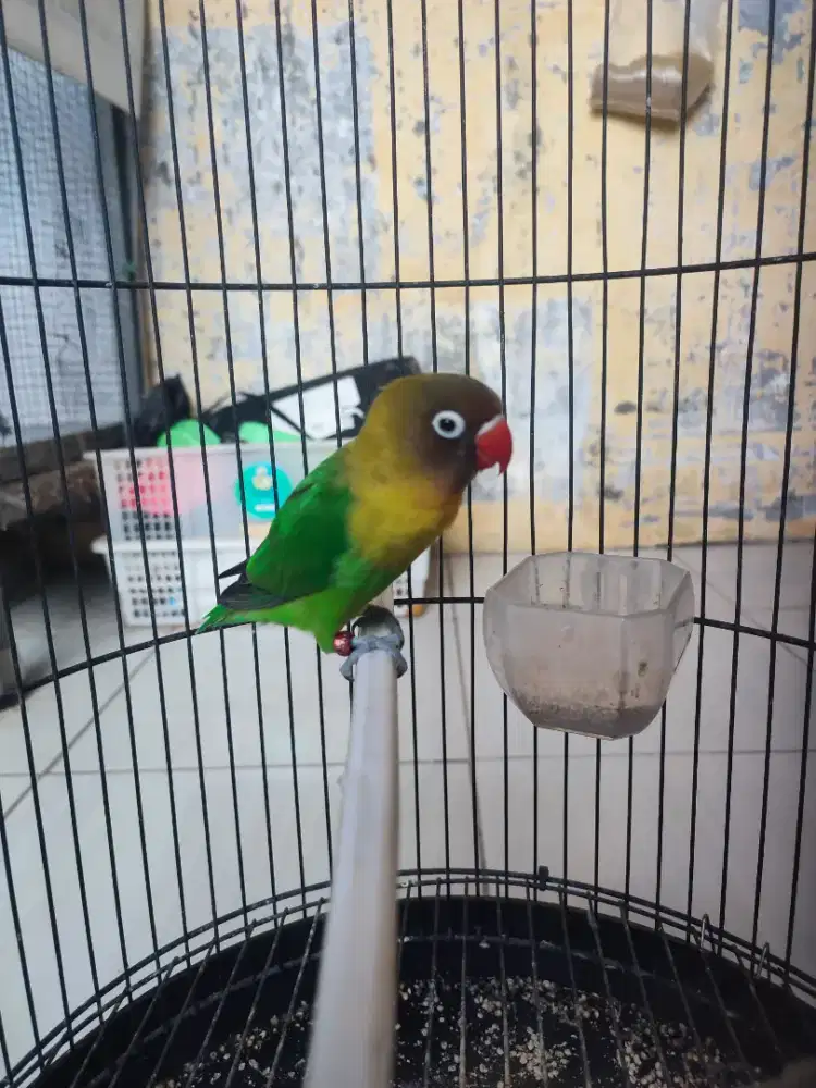 Lovebird josan balibu betina
