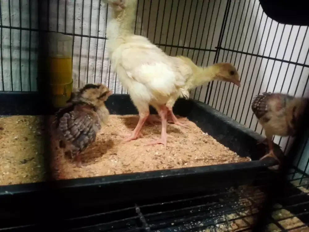 anakan Ayam kalkun putih dua ekor