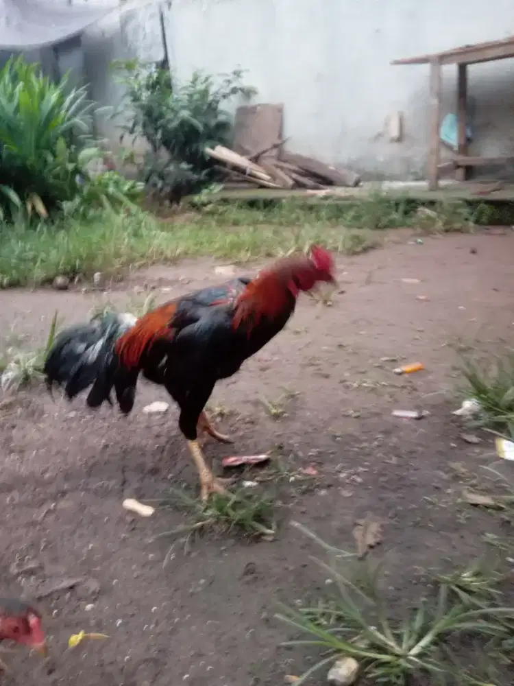 Jual ayam semua kampung