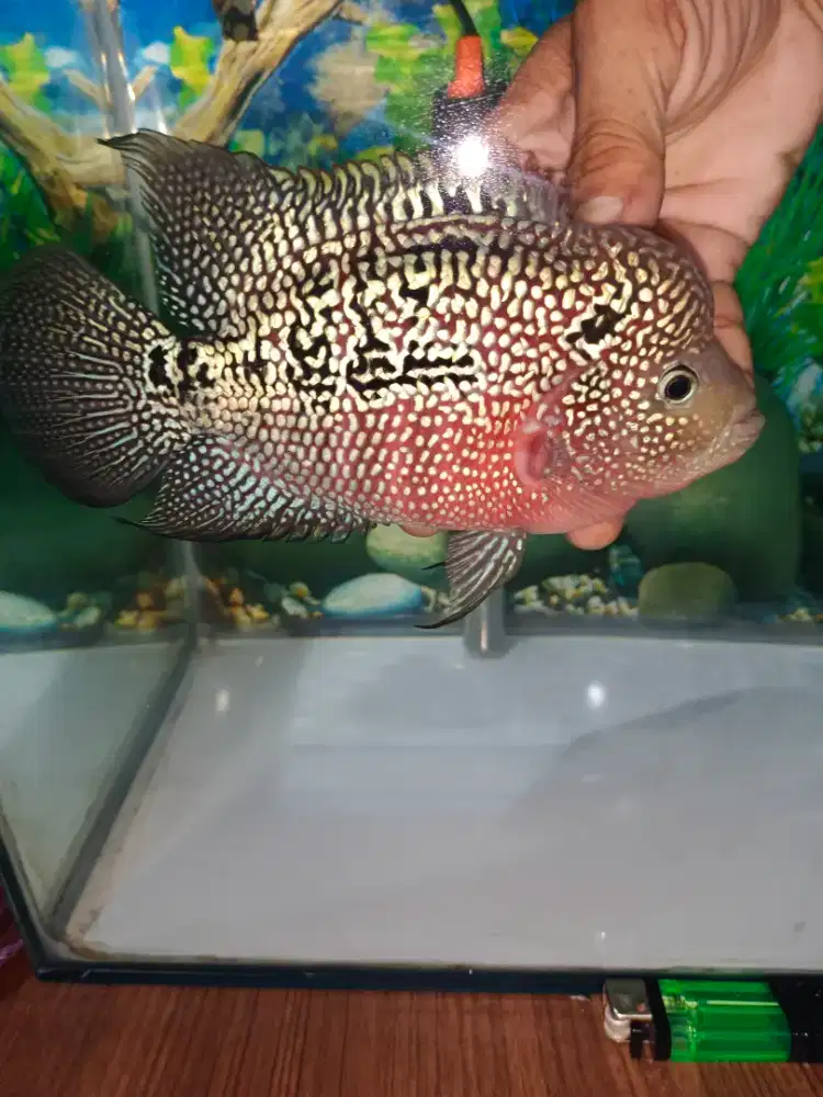 Louhan kamfa mata putih 4jari