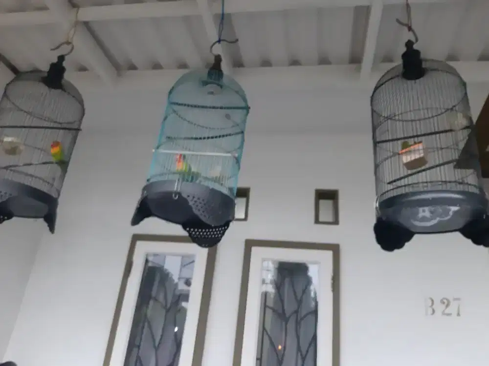 Jual murah burung lovebird beserta sangkarnya