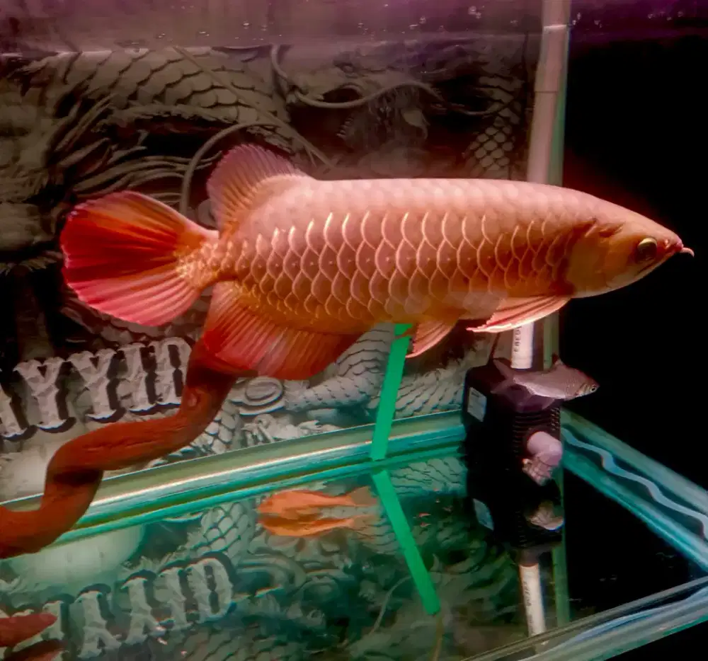 Ikan Arwana Golden Red