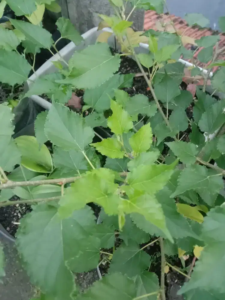 Jasa tani sekitaran Bogor