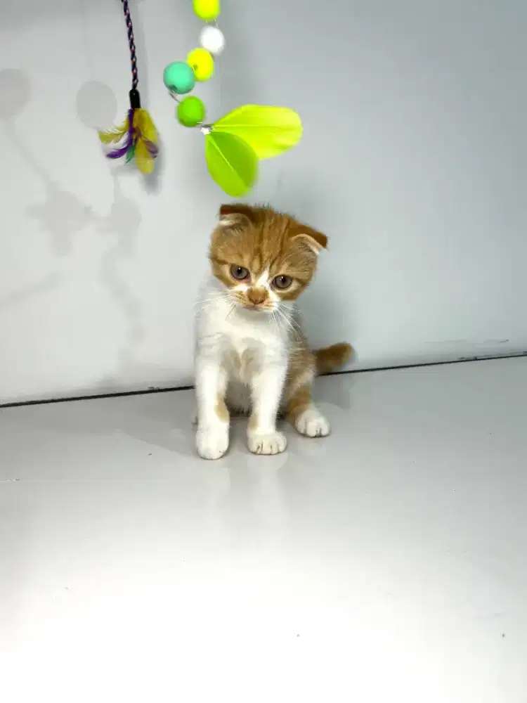 Kitten Scottish Fold