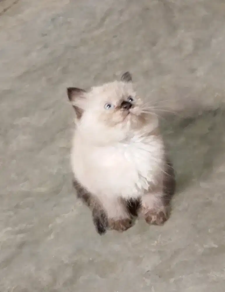 Kitten Himalaya ns betina