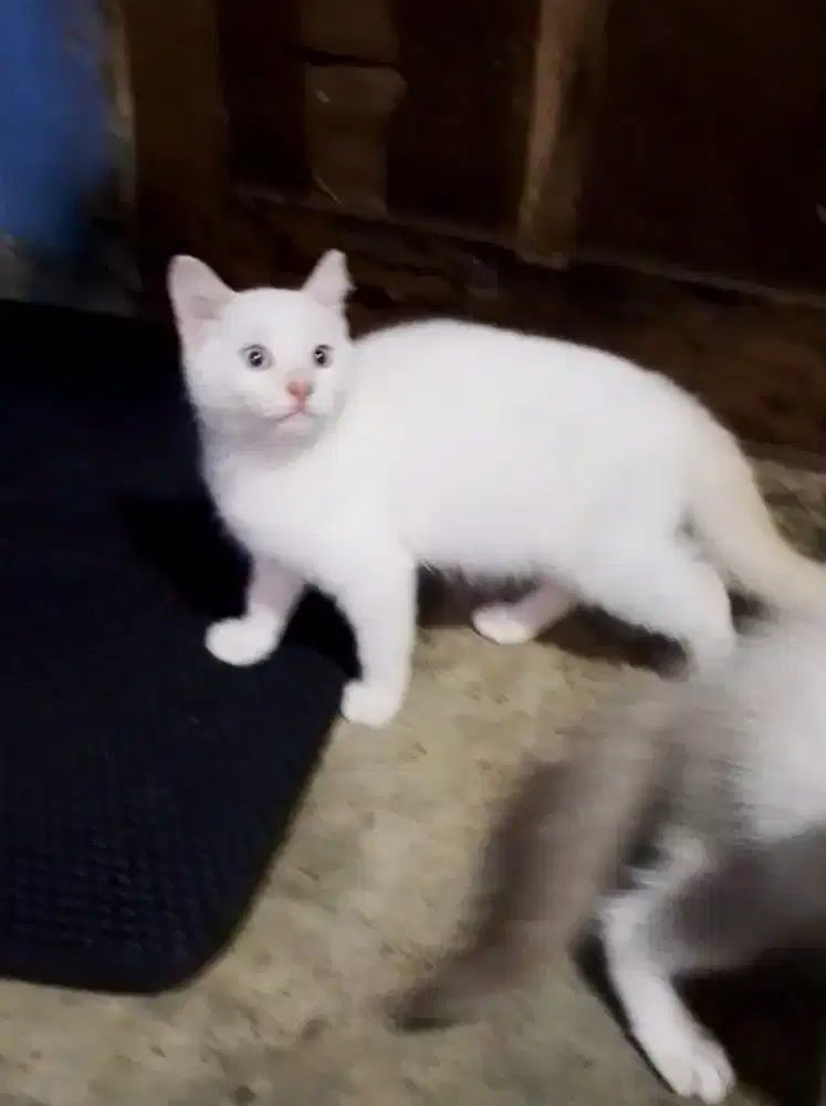 Kitten jantan BSH Munchkin ns