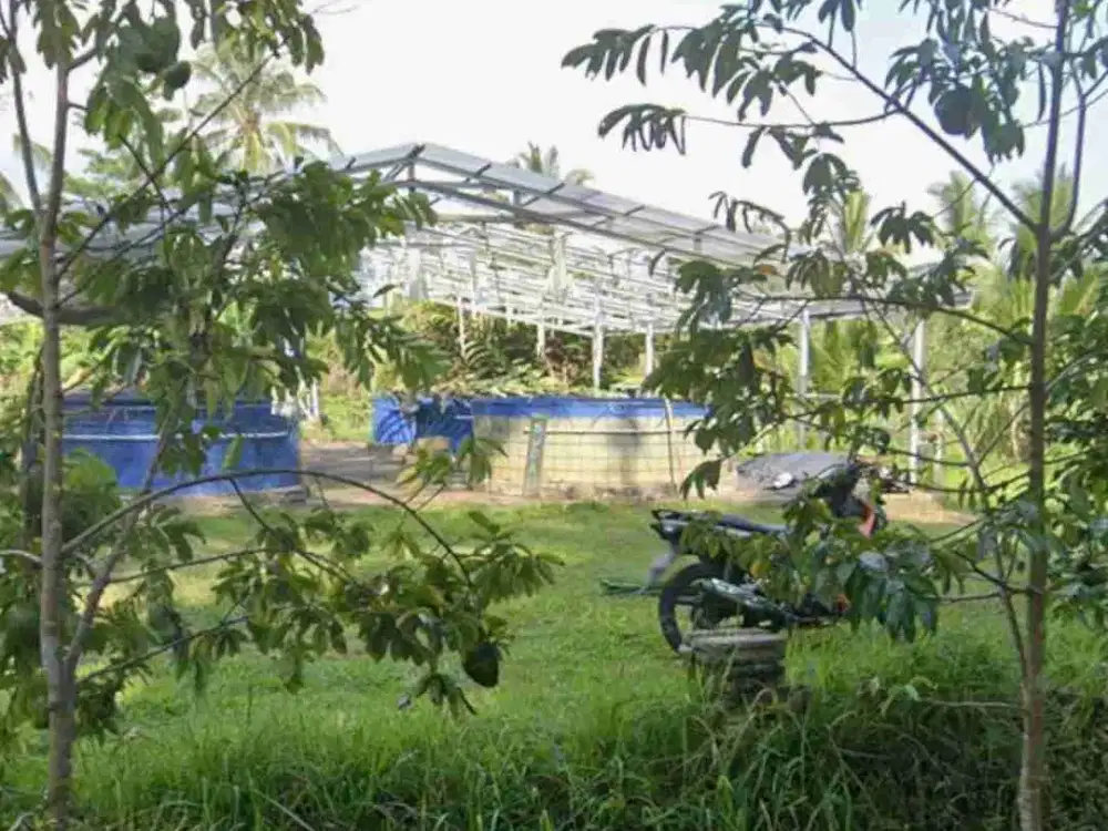 Tanah Kebun Cocok Tanam Durian di Tabanan Bali