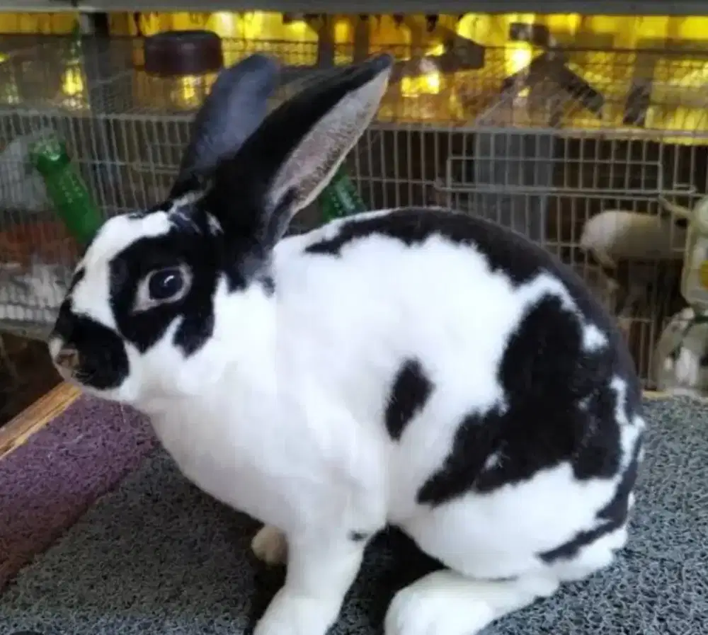 KELINCI BROKEN REX DAN BLACK REX UMUR 8 BULAN