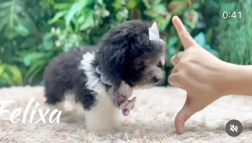 Teacup silver party poodle female