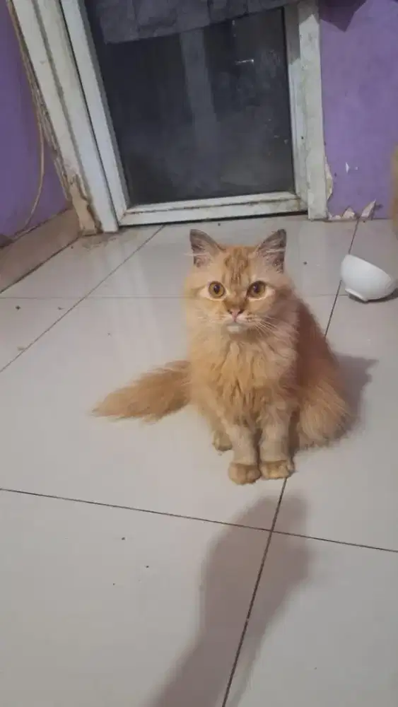 Kucing Persia Gemoy