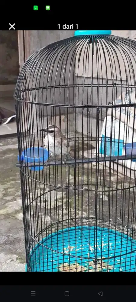 Burung trucuk jantan