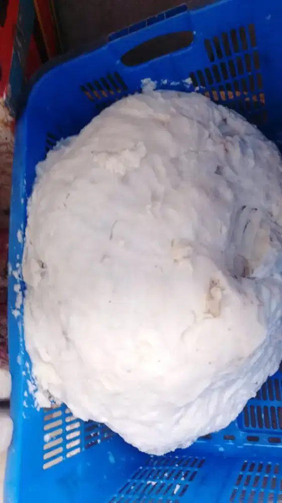 ambergris/muntahan ikan paus