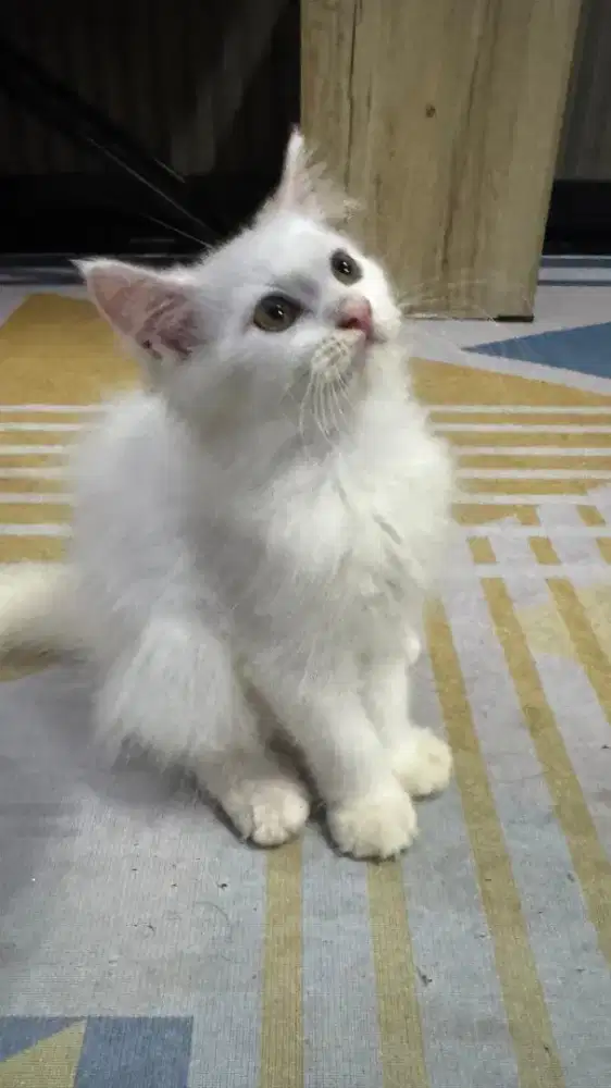 kitten persia medium