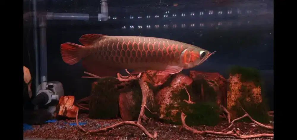 Ikan Hias Arowana Super Red Arwana