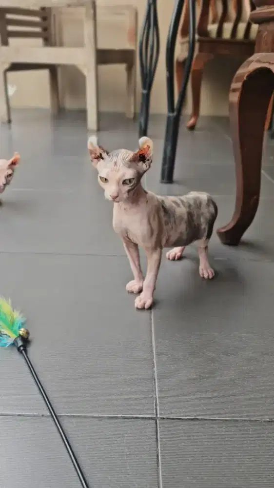 Betina Sphynx Elf Dwelf Ns