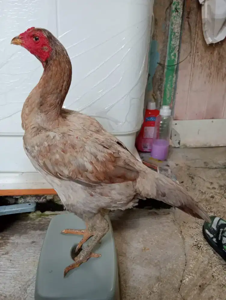 Ayam Betina Bangkok Silangan mangon big