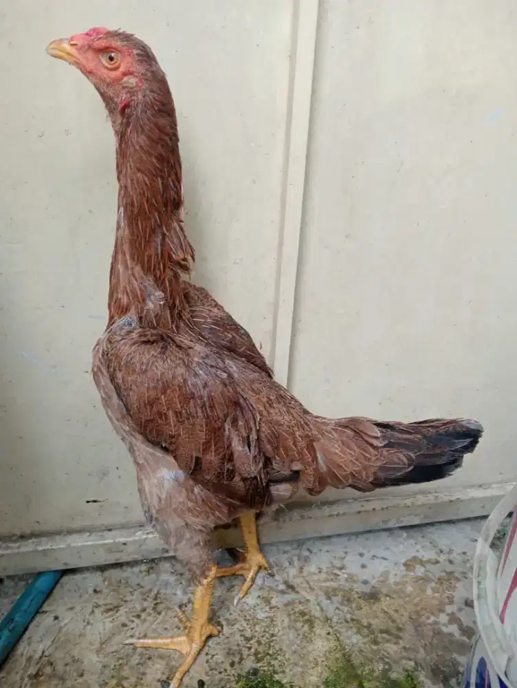 Ayam koytrad siap ternak postur tinggi