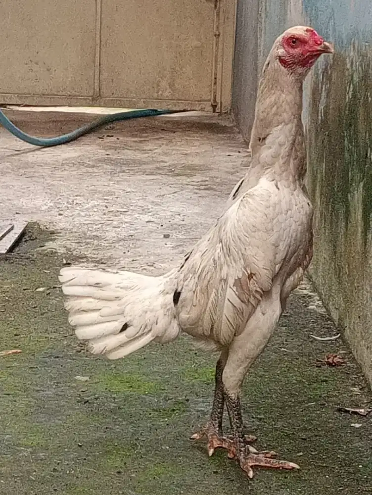 Ayam Bangkok body mbotol