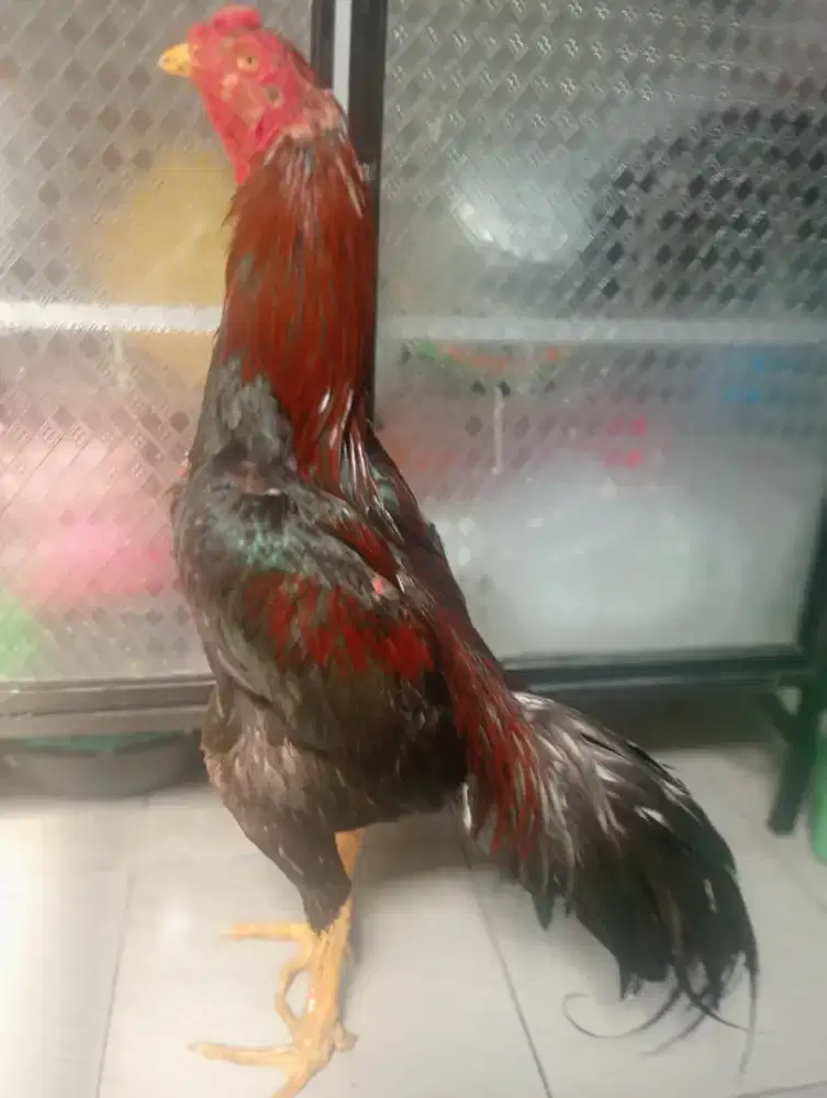 Ayam bangkok ORI uk 6+