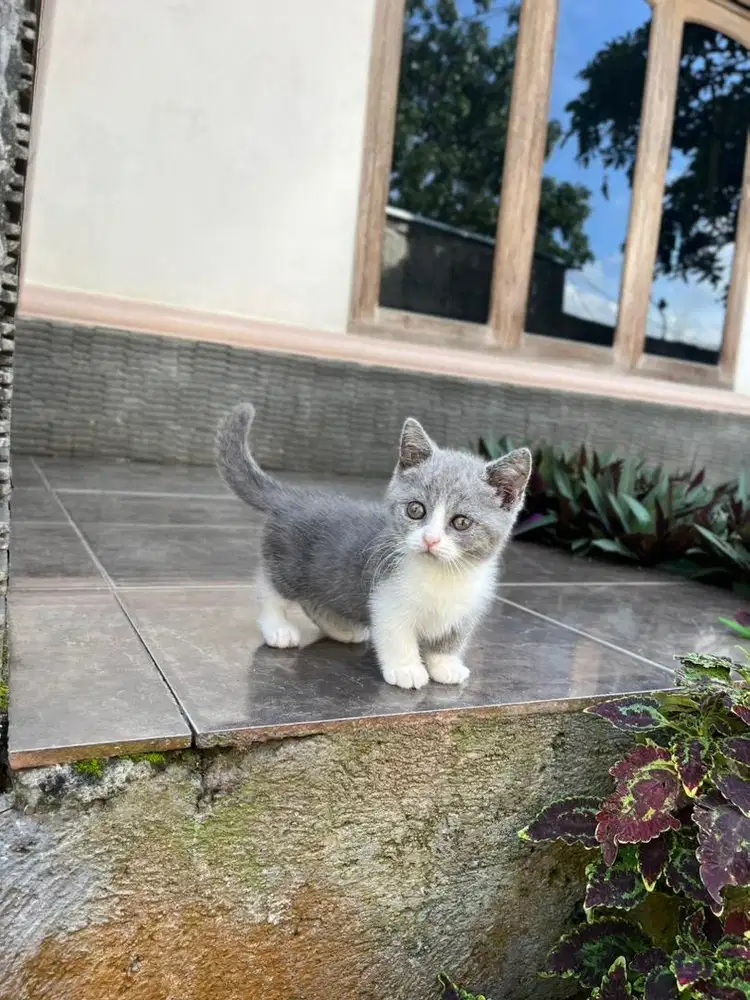 Kucing kitten munchkin british shorthair bsh