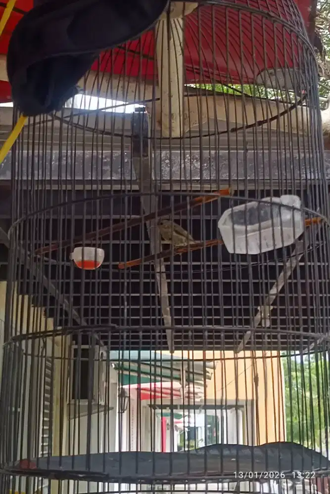 Kolibri Manggar (Konin) Gacor Ex Masteran