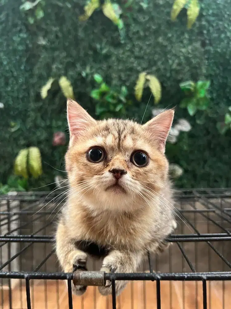 Cari mapa baru kitten BSH mix