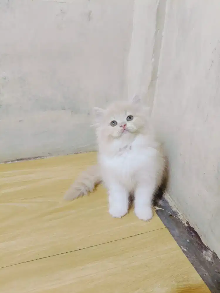 Kitten persia creamy betina