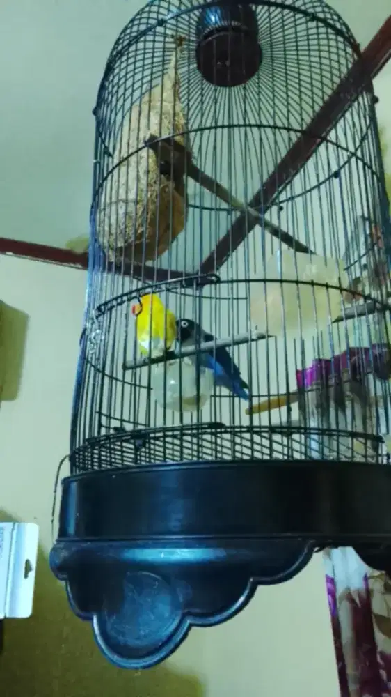 Sepasang lb burung Lovebird