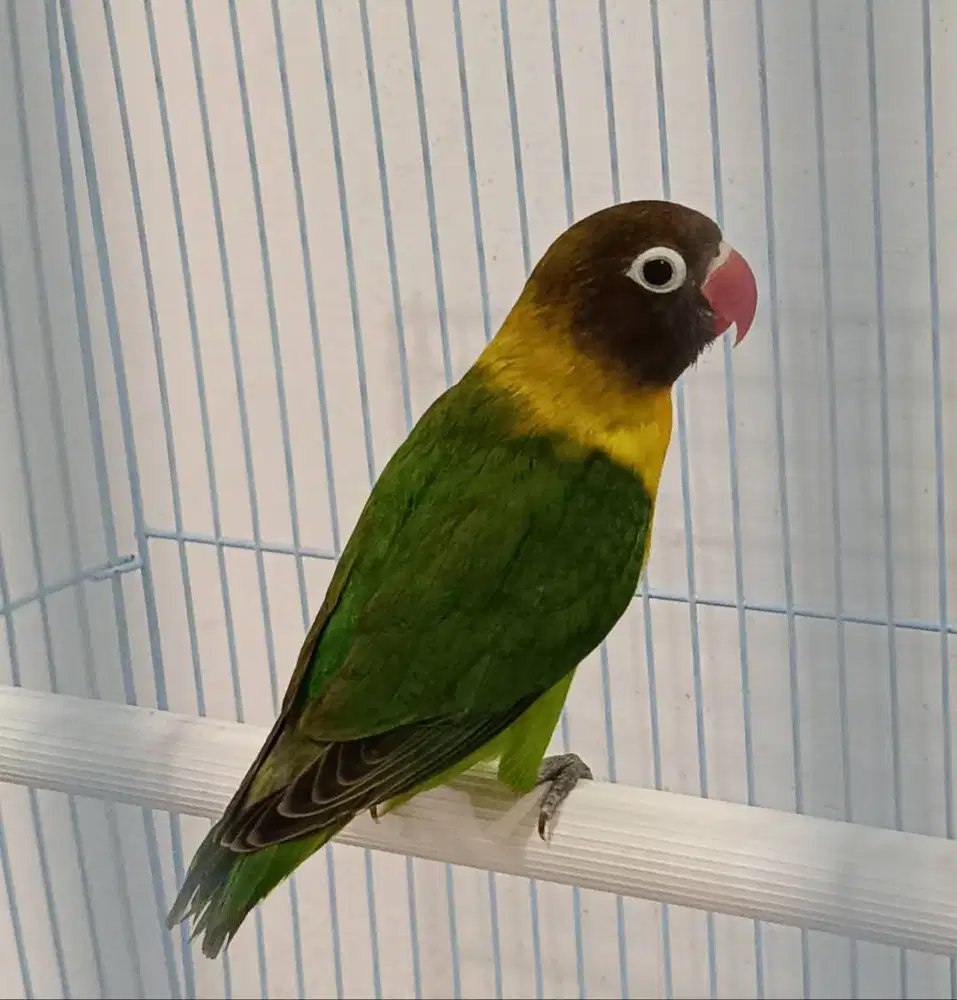 burung lovebird dakori di Medan.